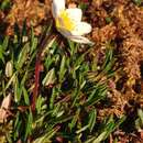 Image of Alaskan mountain-avens