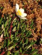 Imagem de Dryas octopetala subsp. alaskensis (A. Pors.) Hult.