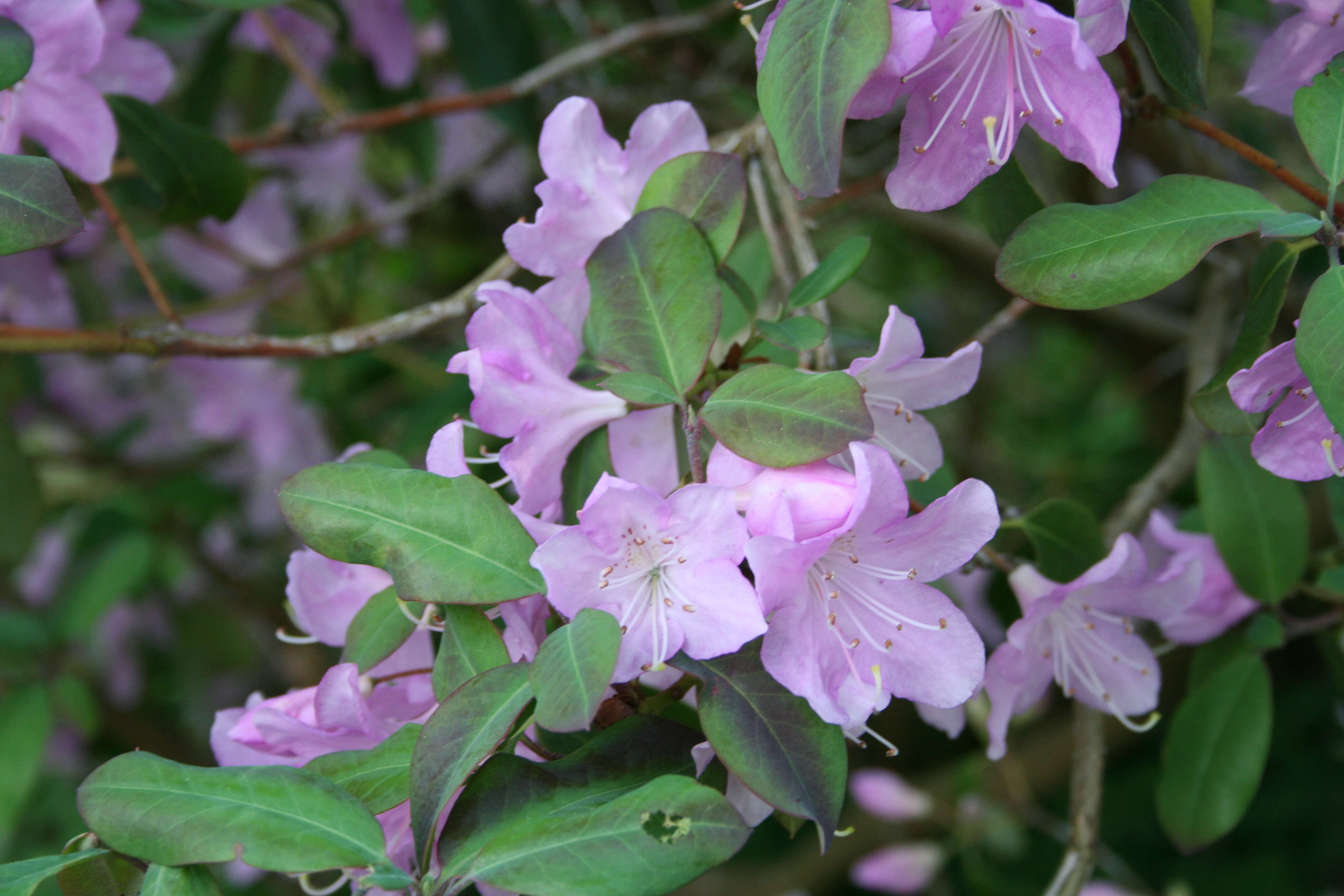 Imagem de Rhododendron oreotrephes W. W. Smith