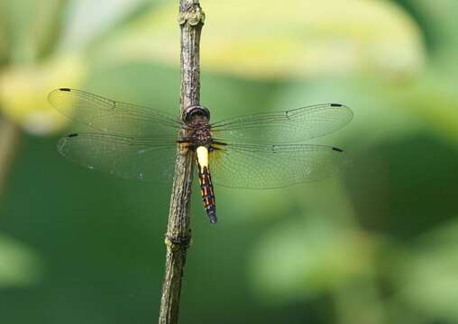 Pseudothemis jorina Förster 1904 resmi