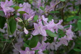 Imagem de Rhododendron oreotrephes W. W. Smith