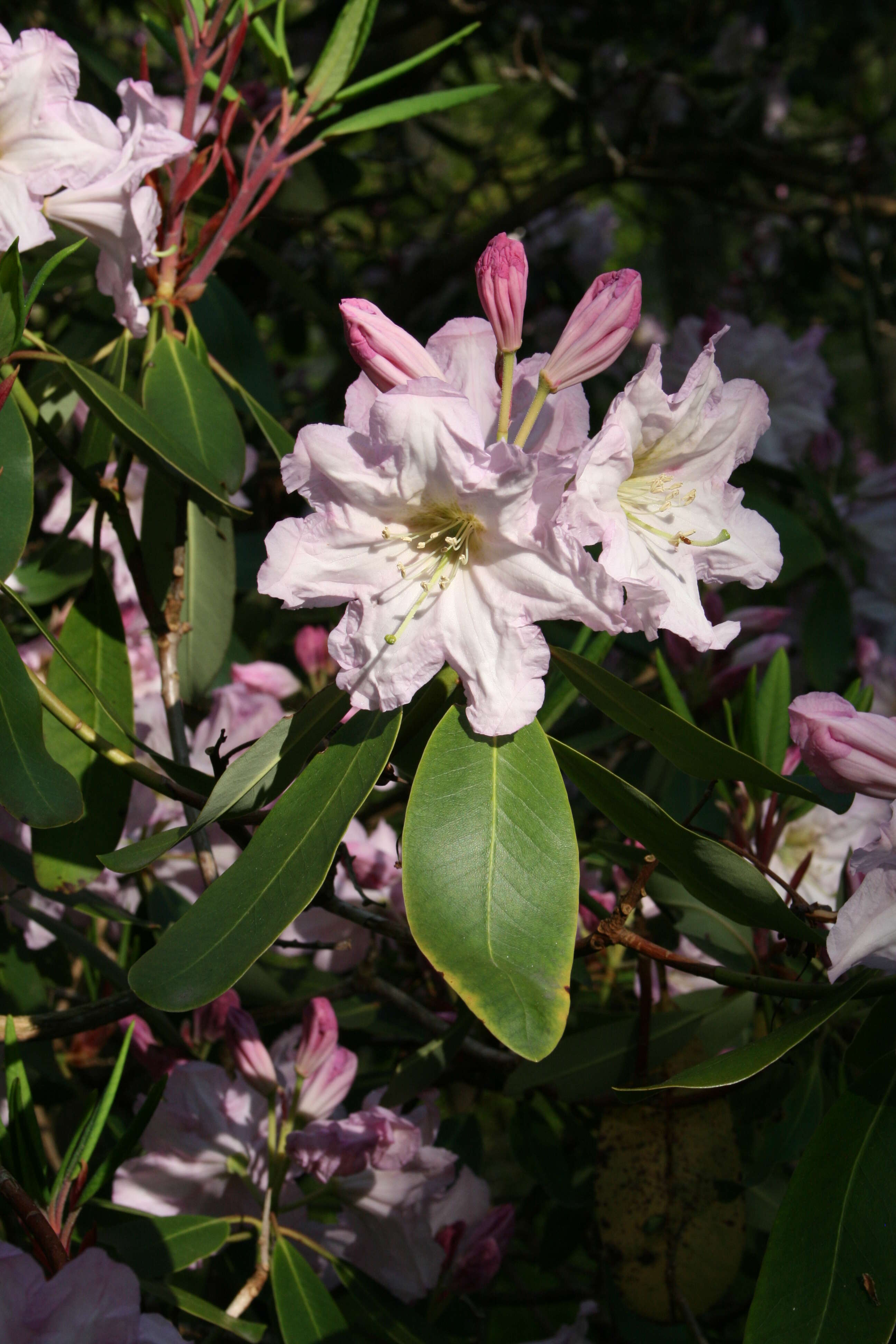 Imagem de Rhododendron fortunei T. Moore ex Lindl.