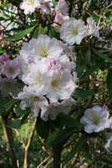 Imagem de Rhododendron fortunei T. Moore ex Lindl.