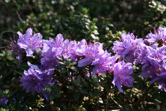 Image of Rhododendron fastigiatum Franch.