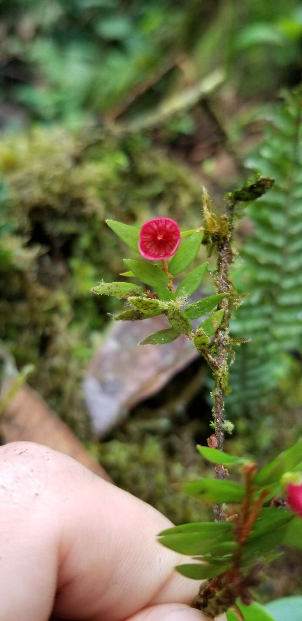 Plancia ëd Sphyrospermum campanulatum J. L. Luteyn