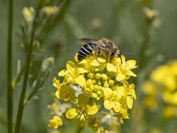 Image of Colletes dimidiatus Brullé 1840