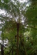 Image of Tree Fern Gully