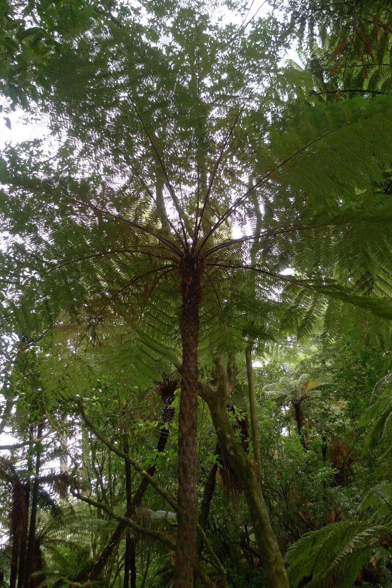 Image of Tree Fern Gully