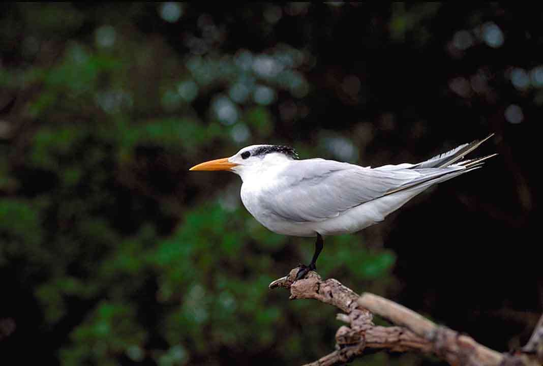 Image of Royal Tern