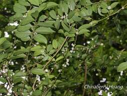 Слика од Ilex pubescens Hook. & Arn.