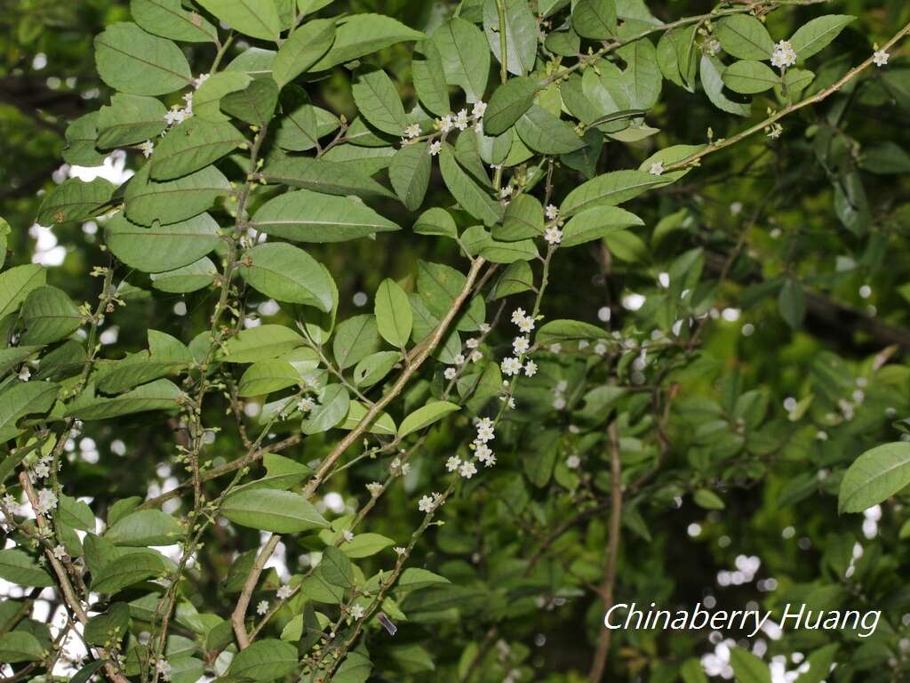 صورة Ilex pubescens Hook. & Arn.