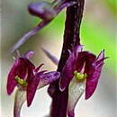 Image of Crepidium quadridentatum (Ames) Szlach.