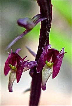 Image de Crepidium quadridentatum (Ames) Szlach.