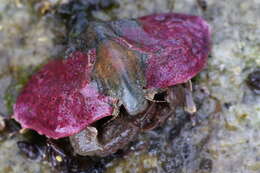 Image of Butterfly crab