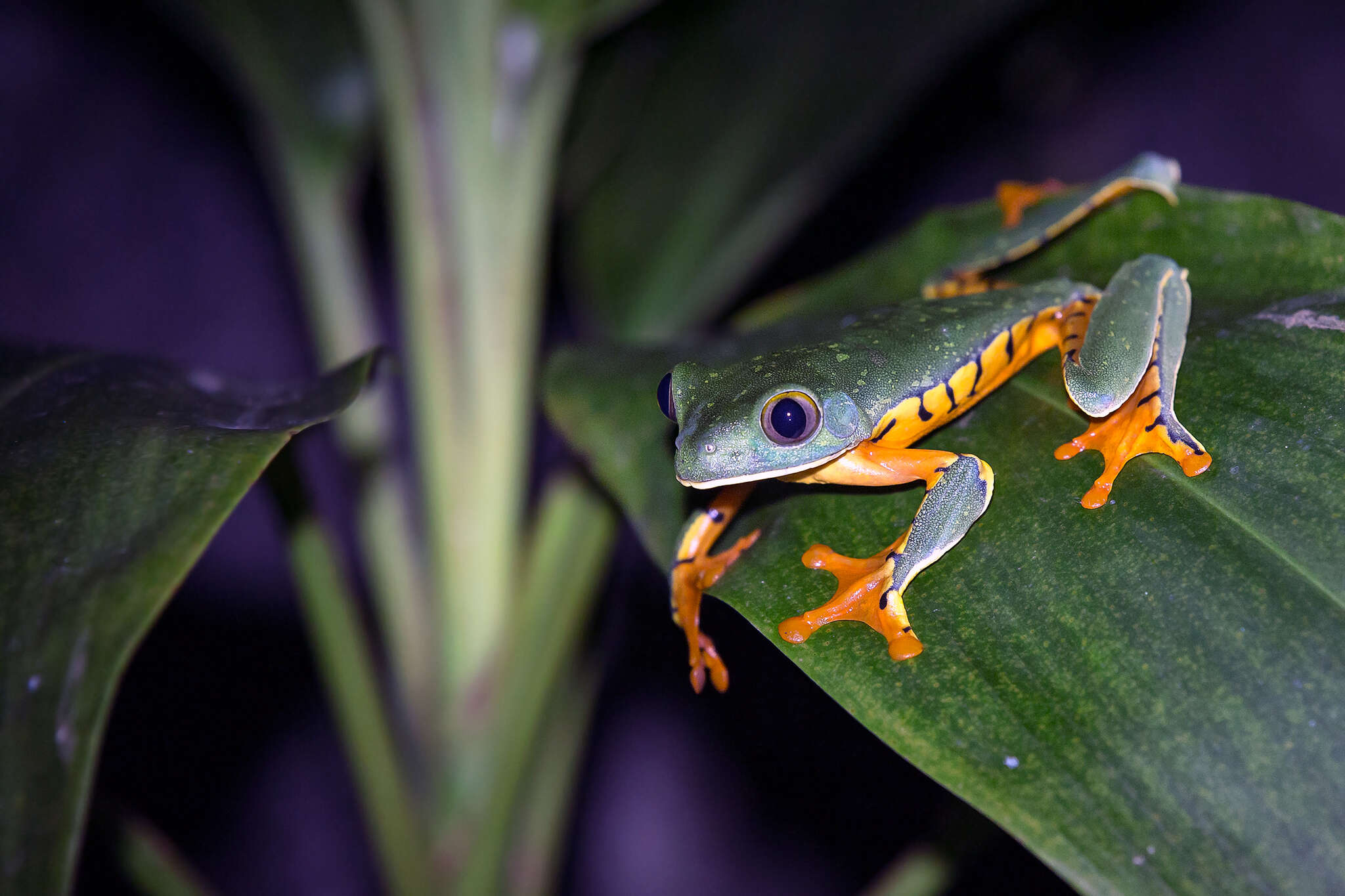 Image of Sylvia's tree frog