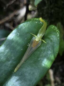 Imagem de Pleurothallis microcardia Rchb. fil.