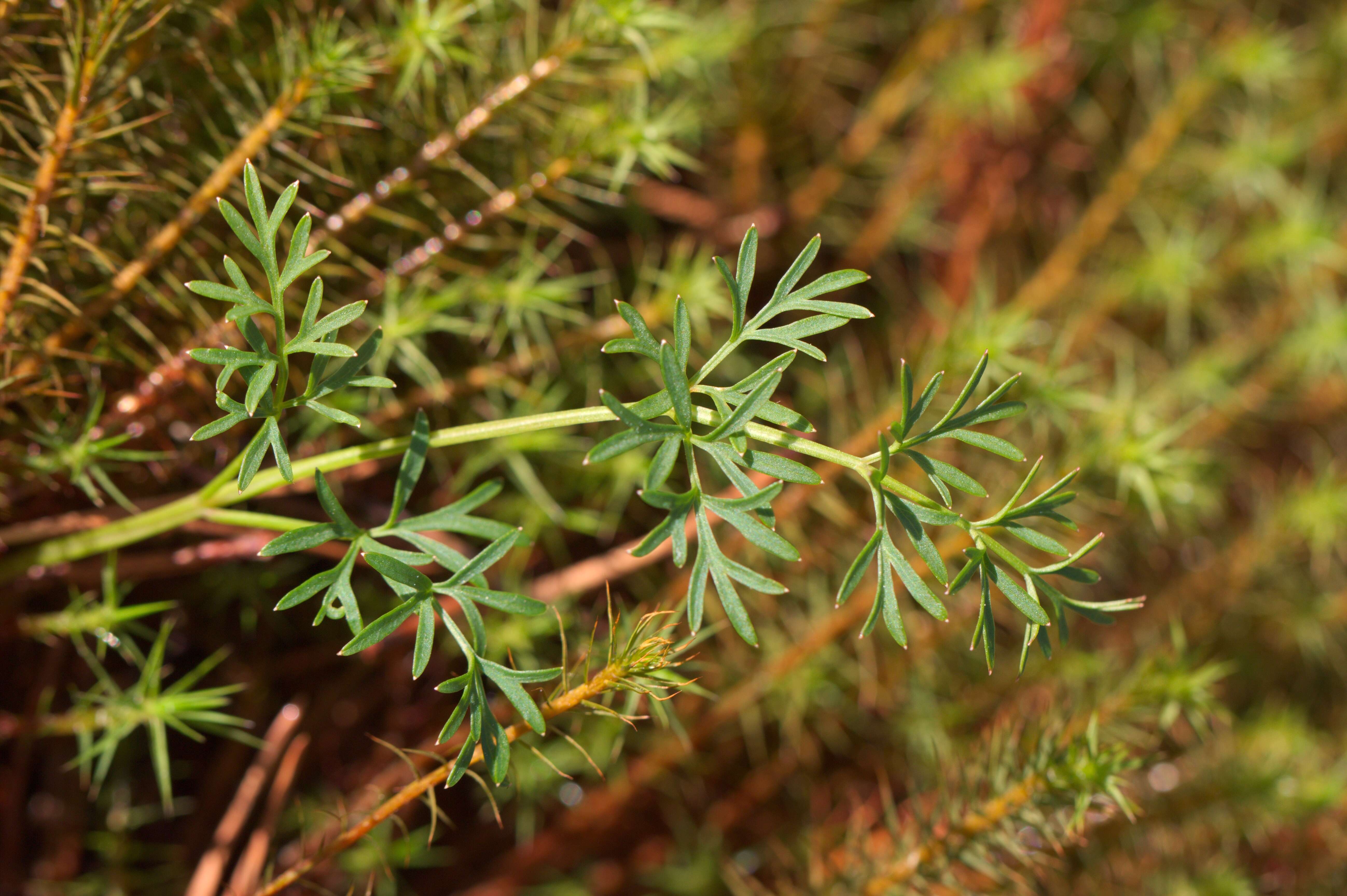 Imagem de Peucedanum palustre