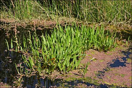 Imagem de Rumex bidens R. Br.