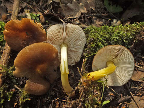 Image of Pluteus romellii (Britzelm.) Sacc. 1895