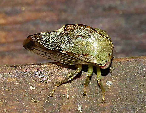 Image of Telamona reclivata Fitch