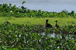 Imagem de Phalacrocorax carbo lucidus