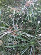 Image of Cyperus alternifolius subsp. flabelliformis Kük.