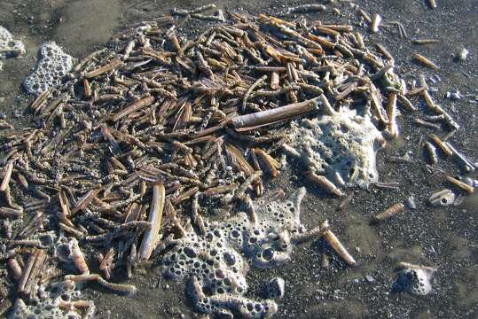 Image of Atlantic jackknife clam