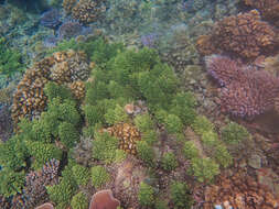 Imagem de Acropora longicyathus (Milne Edwards 1860)