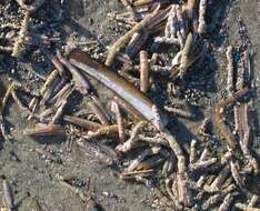 Image of Atlantic jackknife clam