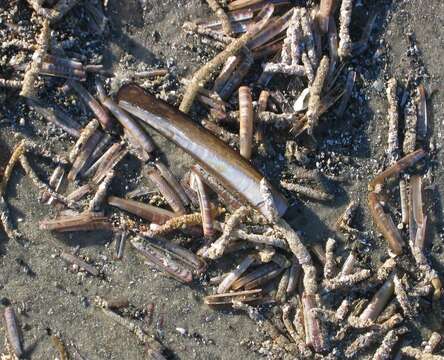 Image of Atlantic jackknife clam