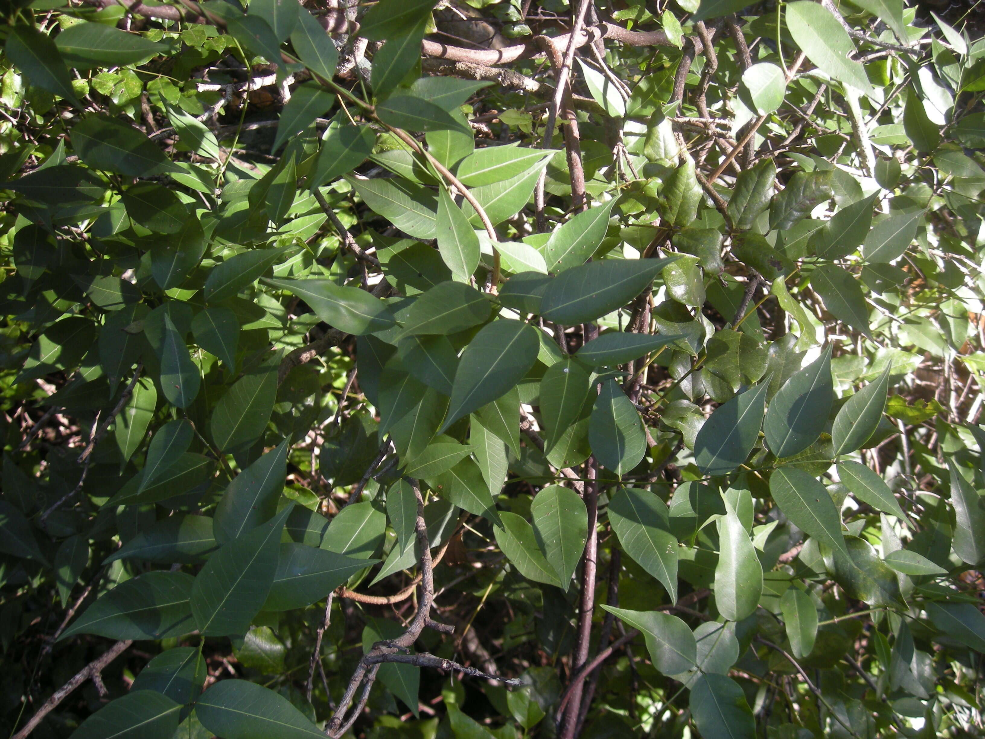 Image of Gymnanthera oblonga (Burm. fil.) P. S. Green