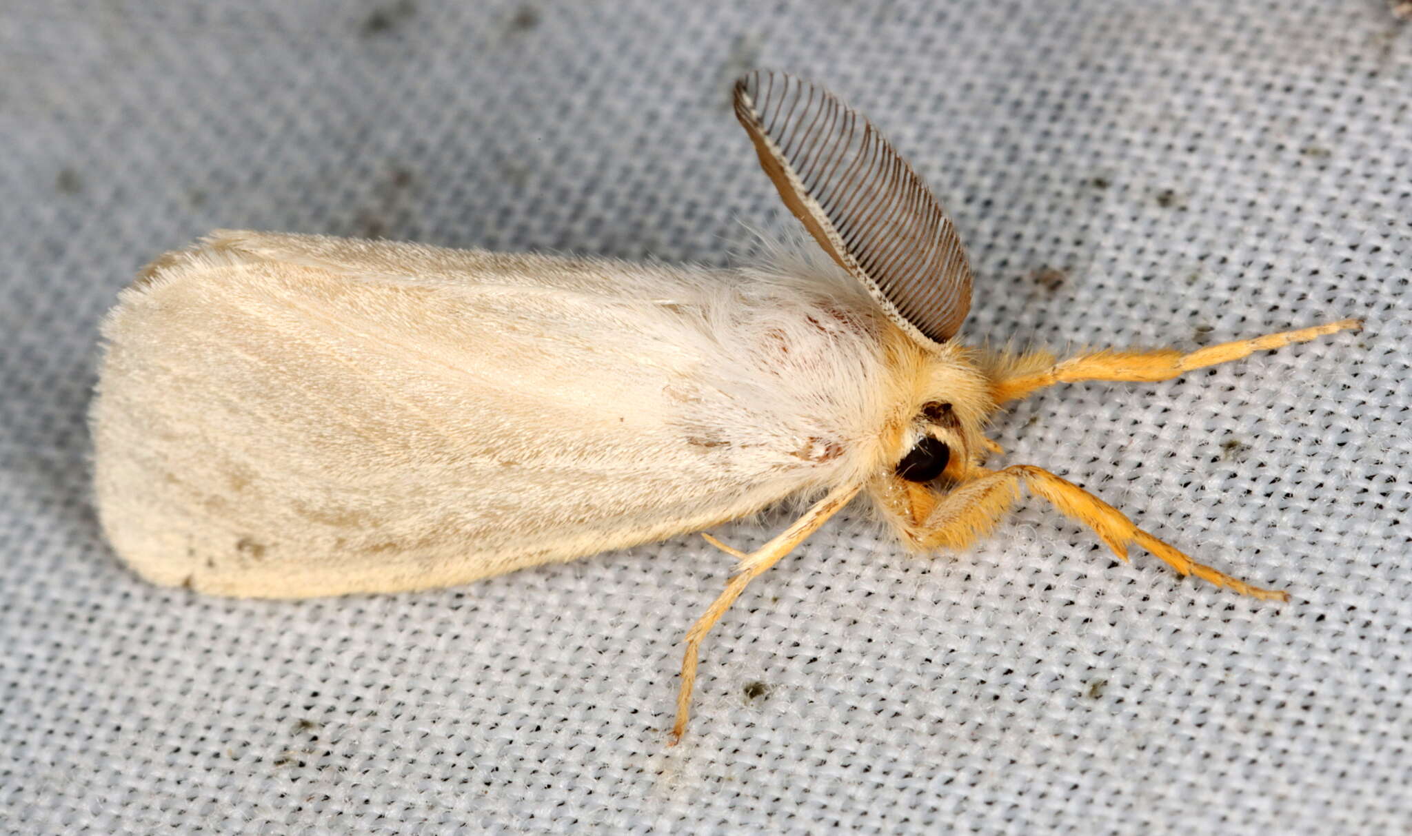 Image of Laelia obsoleta Fabricius 1793