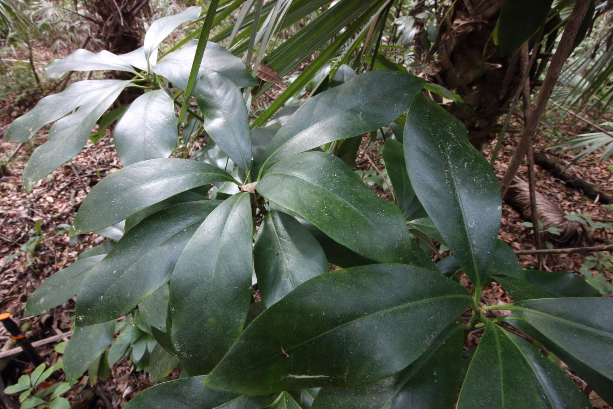 Image de Illicium parviflorum Michx.