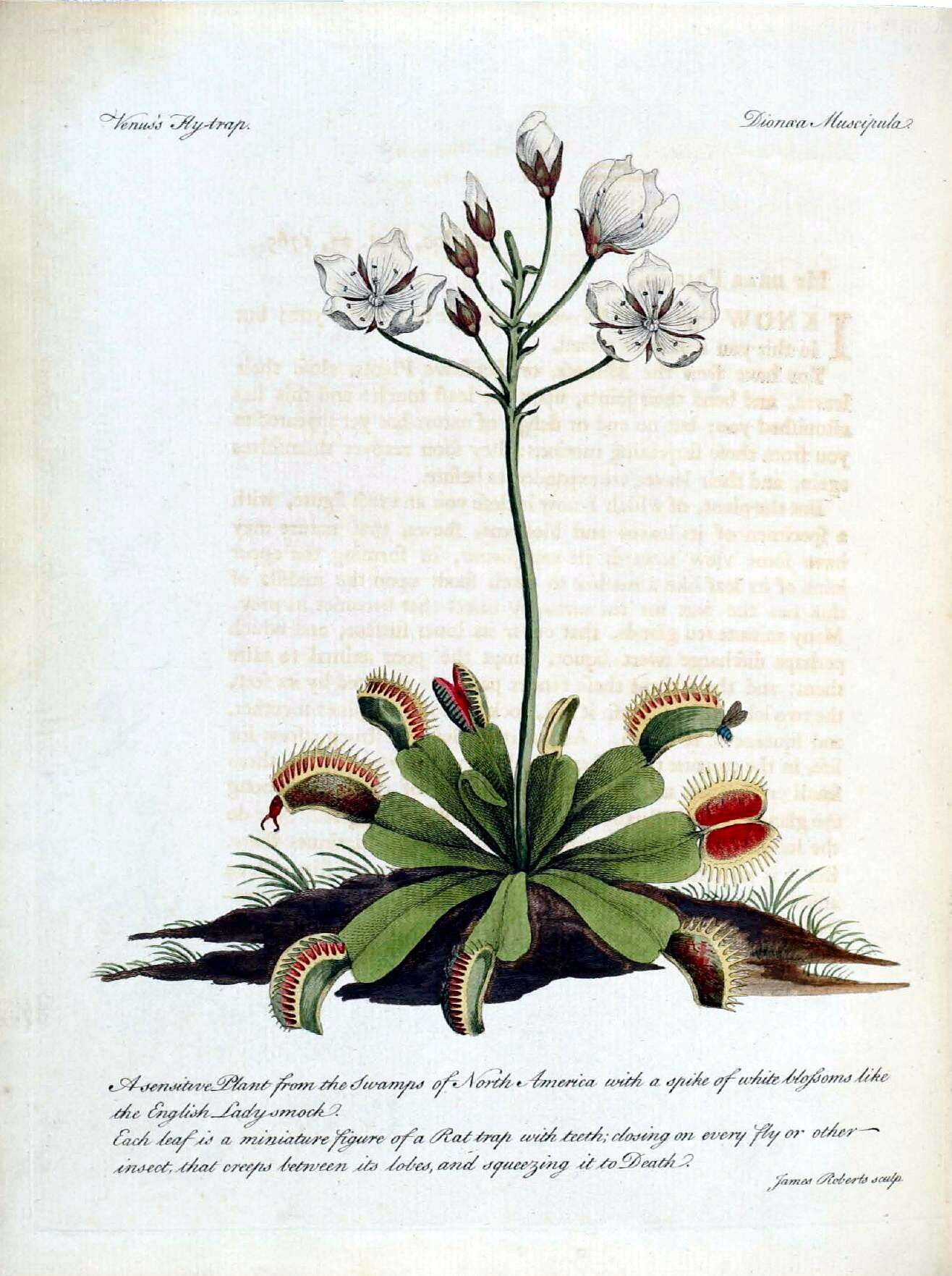 Image of Dionaea