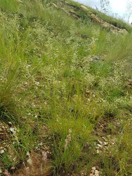 Image of Eragrostis nindensis Ficalho & Hiern