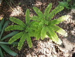 Image of Northern maidenhair fern