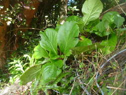 Image of Bergenia Moench