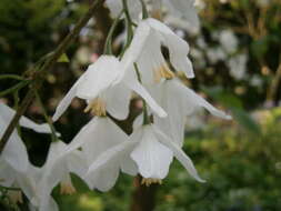 Imagem de Halesia carolina L.