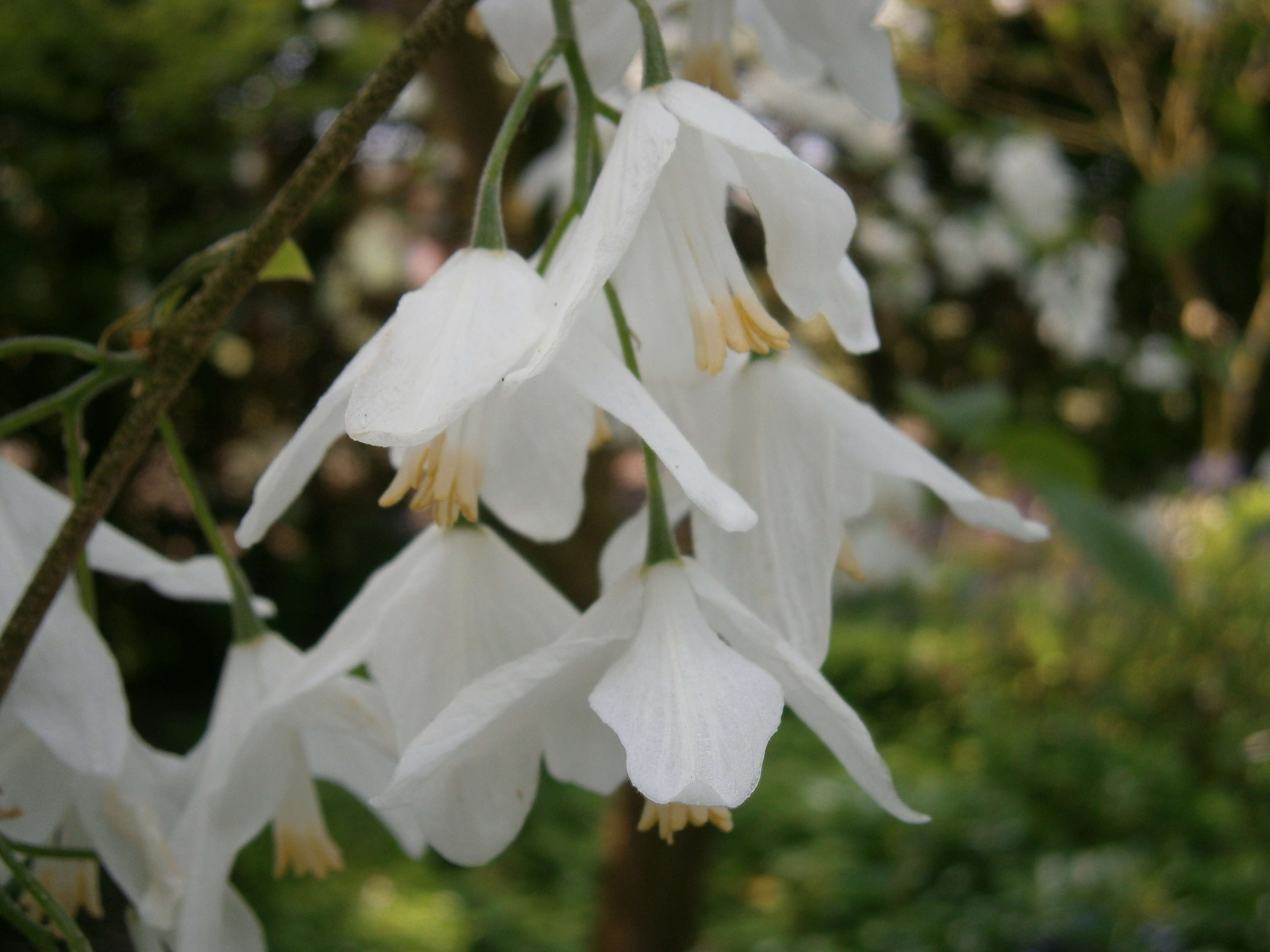 Imagem de Halesia carolina L.