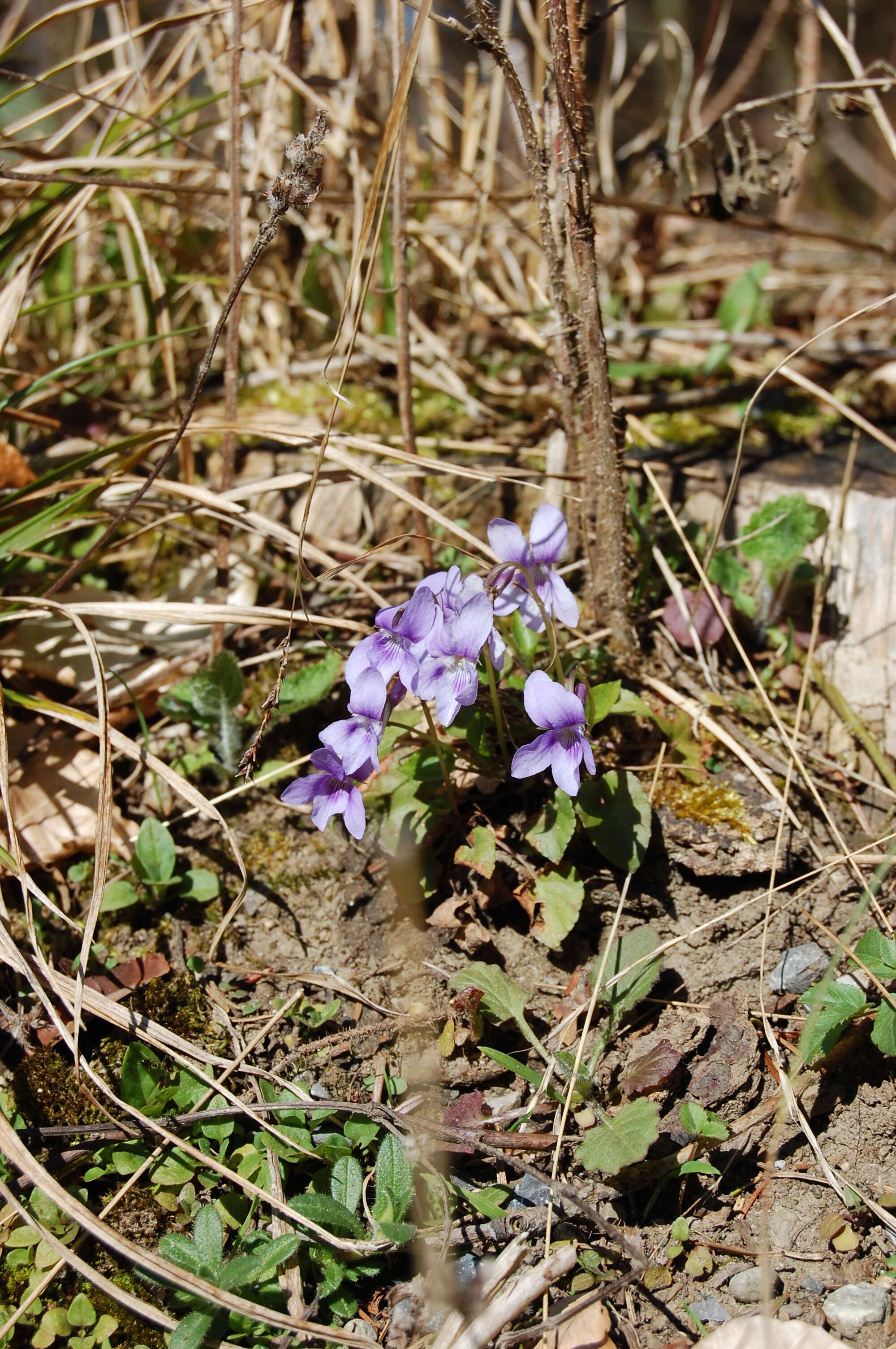 Image of early dog-violet