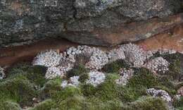 Image of Conophytum minusculum subsp. minusculum