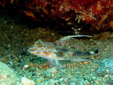 Image of Blotched goby