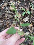 Image of Rayless Mock Goldenrod