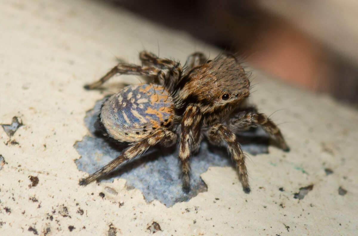 Image of Maratus nimbus Otto & Hill 2017