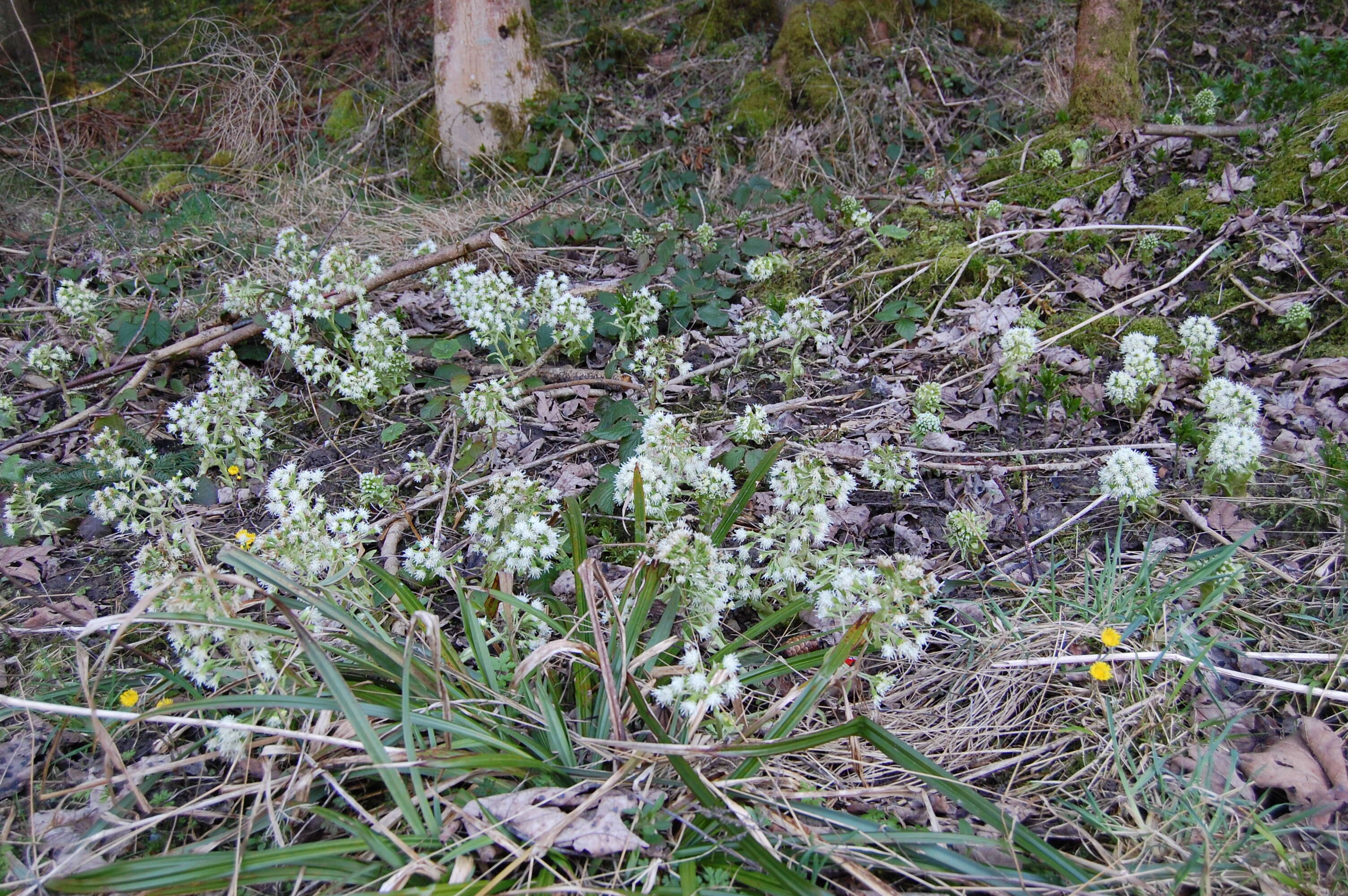 Image of Petasites albus (L.) Gaertn.