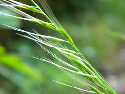 Image of rat's-tail fescue