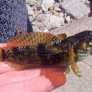 Image of Ozark sculpin