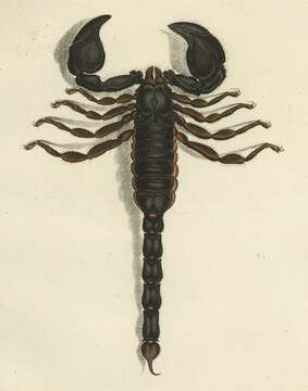 Image of Heterometrus indus (De Geer 1778)