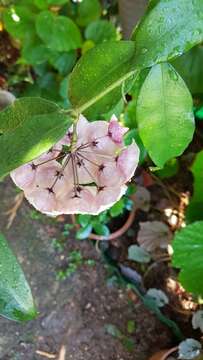 Sivun Hoya campanulata Bl. kuva