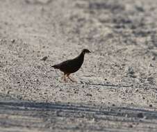 Image of Harlequin Quail